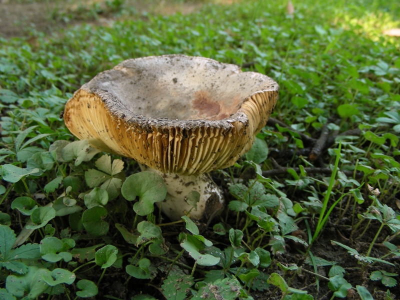 Russula ochrospora